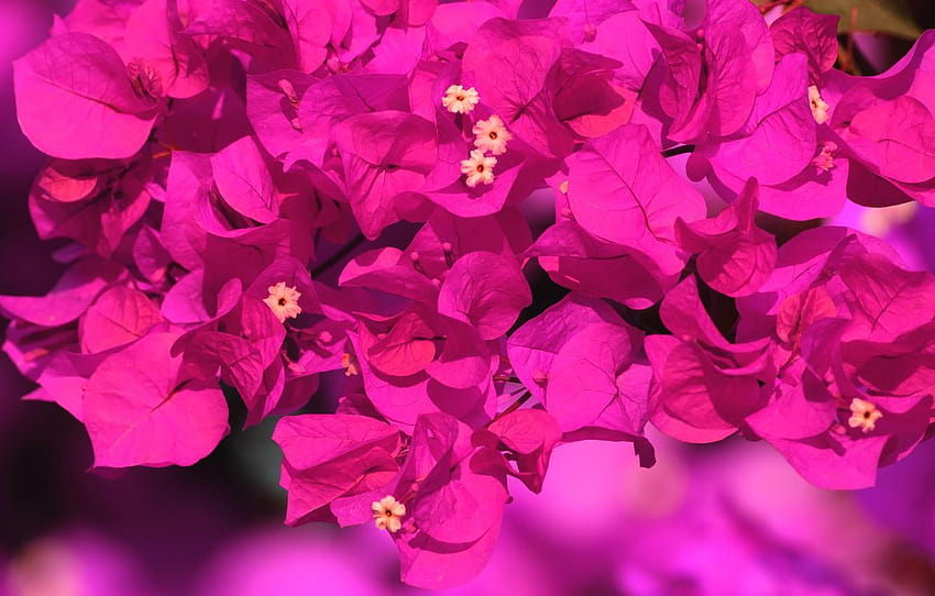 leaves, flowers, background, bright, Bush, pink, a, pink lilac flower HD wallpaper