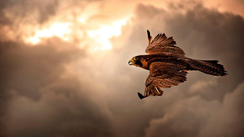 Brown Eagle in flight » FullWpp, extinct birds HD wallpaper