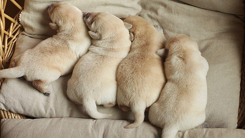Dog Puppies Dreaming Biege Adorable Labs Tails Loveable Soft, cuddles HD wallpaper