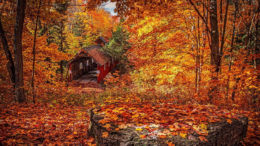 Yellow Red Foliage And Trees Autumn Season File, autumn trees HD wallpaper