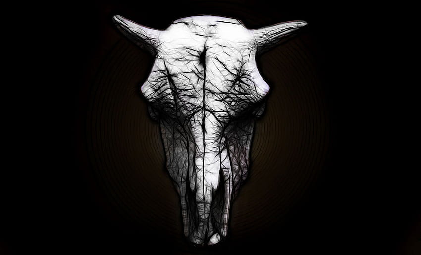 Crânio de vaca, cabeça de touro papel de parede HD