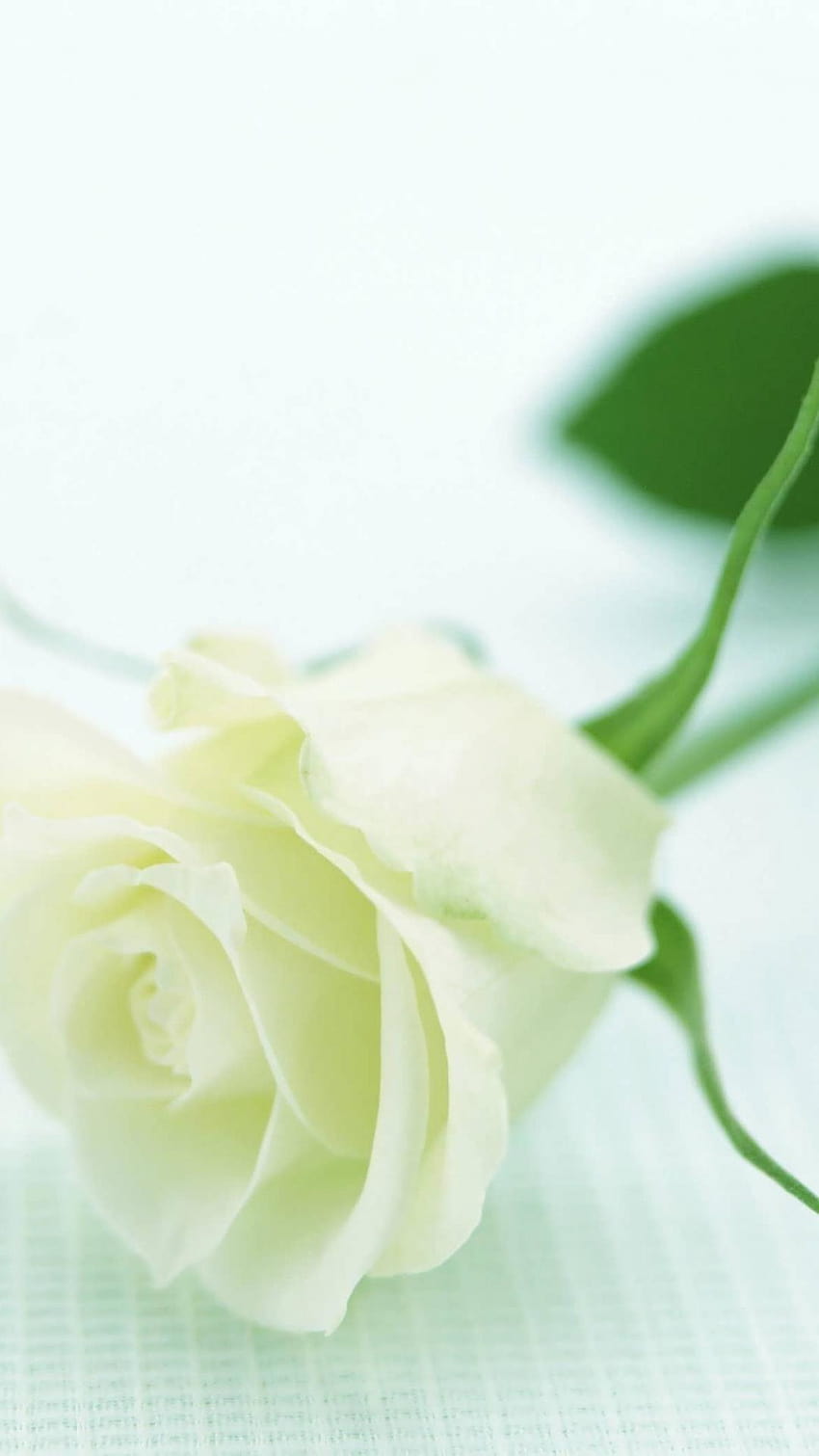 花、自然のバラ、白い背景、モバイル用の白い背景 HD電話の壁紙