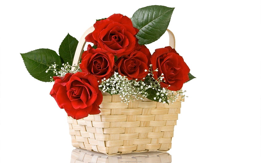 hermosas flores de rosas para buenos días, hermosas flores de rosas fondo de pantalla