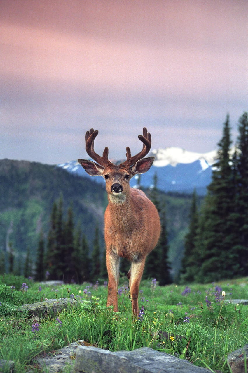 Blacktail Deer HD phone wallpaper