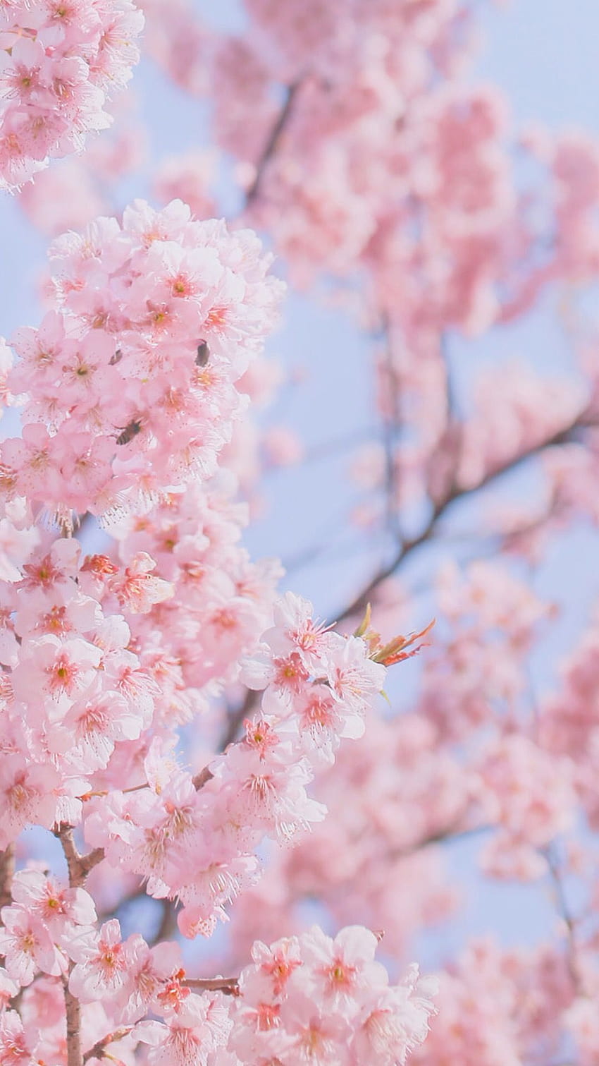 Santa Beiere on Blossom, sakura tree aesthetic HD phone wallpaper | Pxfuel