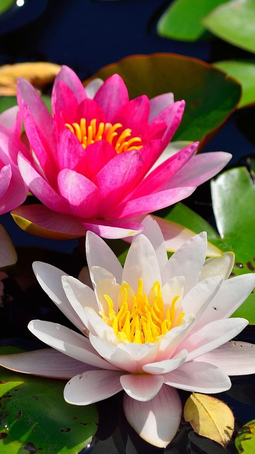 Page 14 | * water lilies * HD wallpapers | Pxfuel