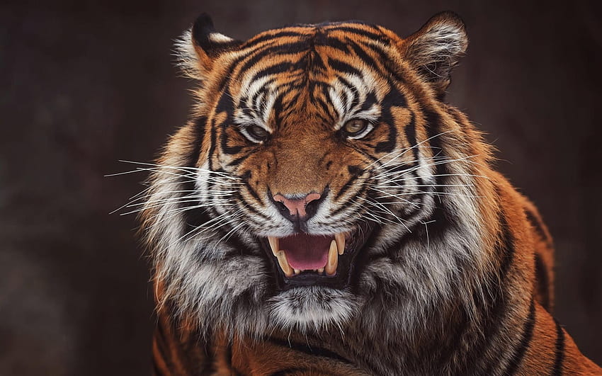 Tiger, face, open mouth, teeth, black backgrounds 1920x1200 HD wallpaper