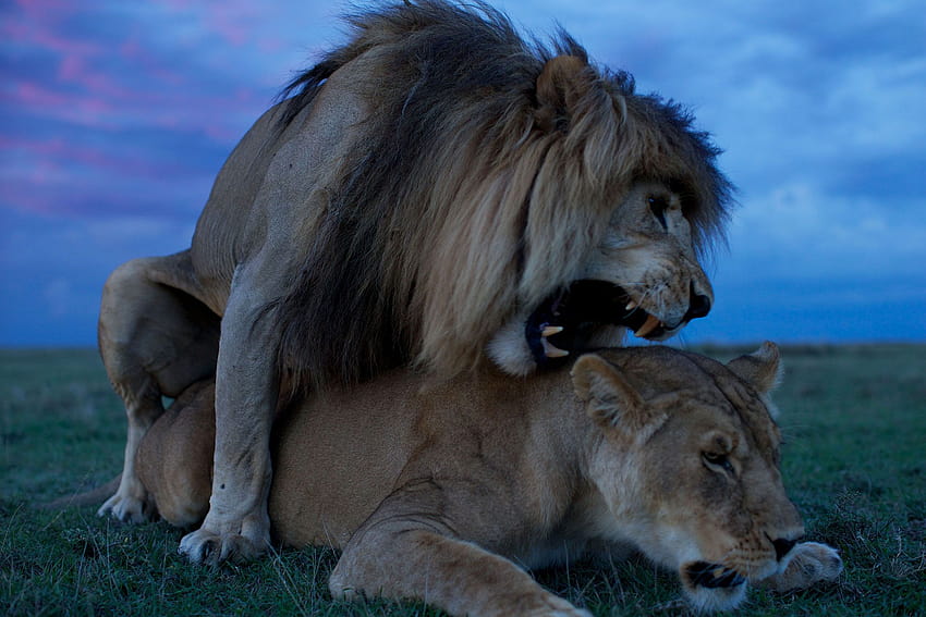 12 Amazing of Lions, scary lions HD wallpaper