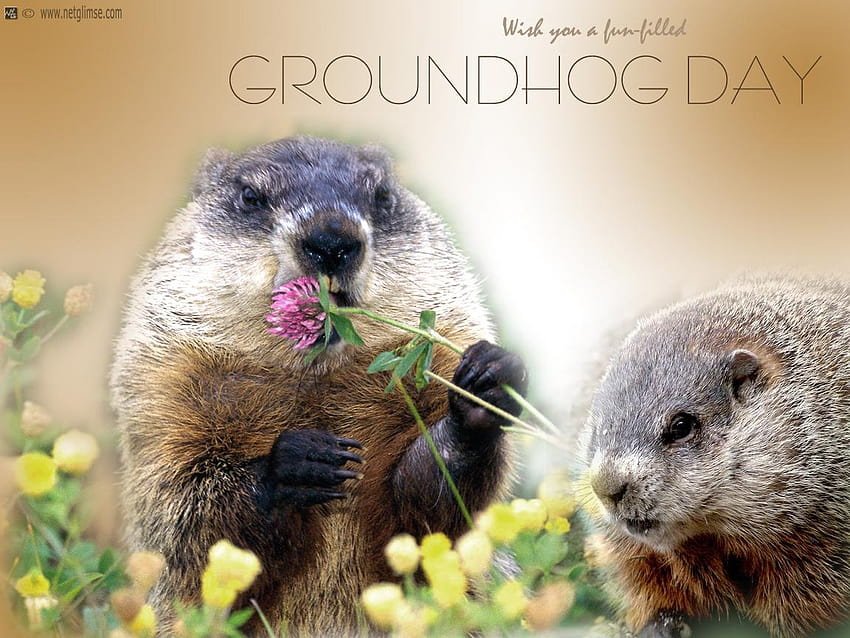 7 Groundhog, groundhog day 2020 HD wallpaper