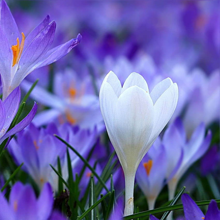 su Pixabay, fiori di croco blu Sfondo del telefono HD