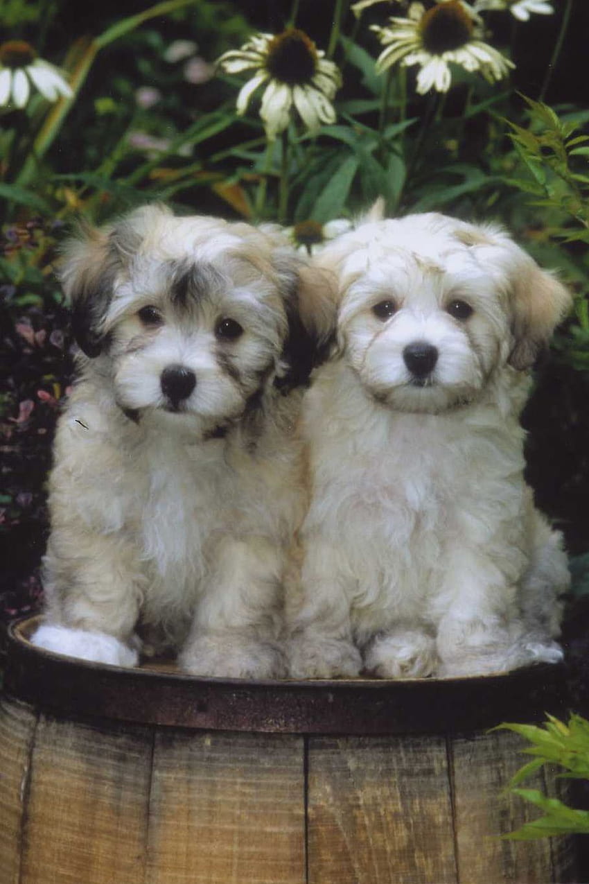 Two cute havanese dogs and . Beautiful Two cute havanese dogs HD phone wallpaper