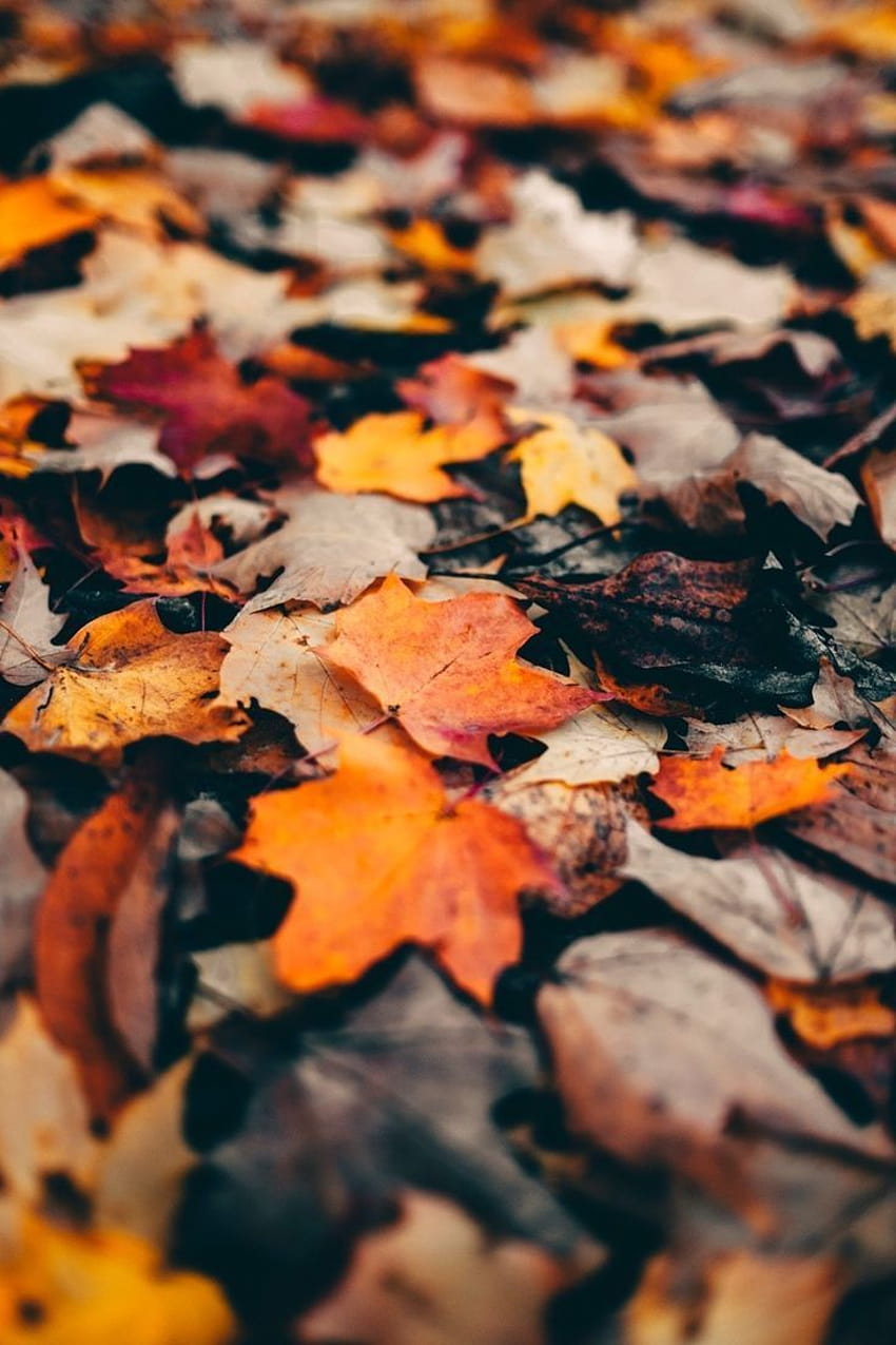 Leaves Have Fallen, autumn magic HD phone wallpaper