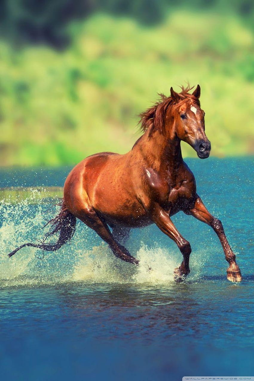 Pferde-iPhone, laufendes Pferdemobil HD-Handy-Hintergrundbild