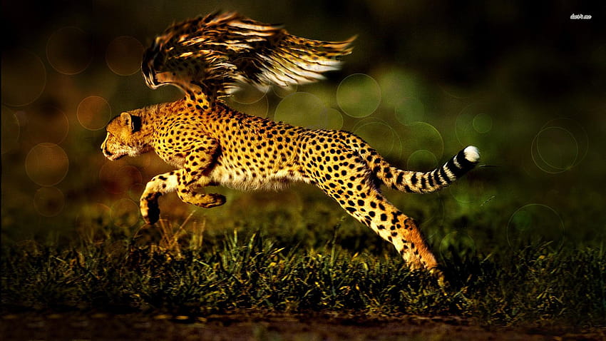 Cheetah with wings HD wallpaper | Pxfuel