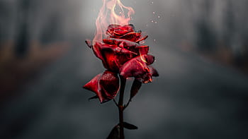 Burning Rose Images  Browse 67 Stock Photos Vectors and Video  Adobe  Stock