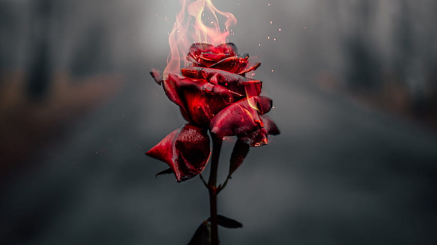 Rosenblüte, Feuer, Brennen, Dunkel, » , Ultra, Ultrablumen HD-Hintergrundbild
