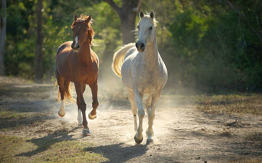 Bilder braun pferd und weissen pferd, pferde Wallpaper HD