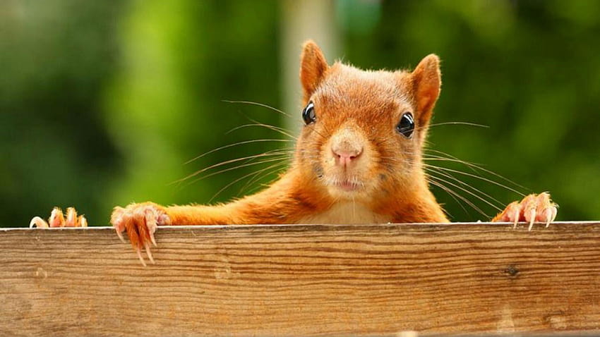 baby squirrel HD wallpaper