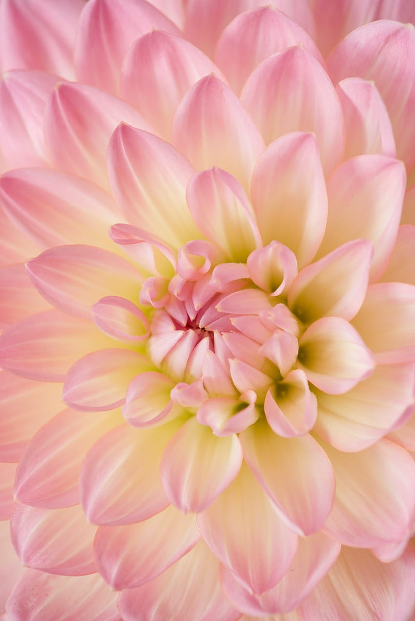 Pink dahlia in bloom – Flower, pink dahlias HD phone wallpaper | Pxfuel