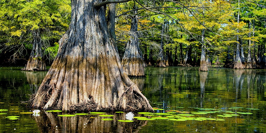 Louisiana Swamp. [ 5202x2601], cypress tree HD wallpaper