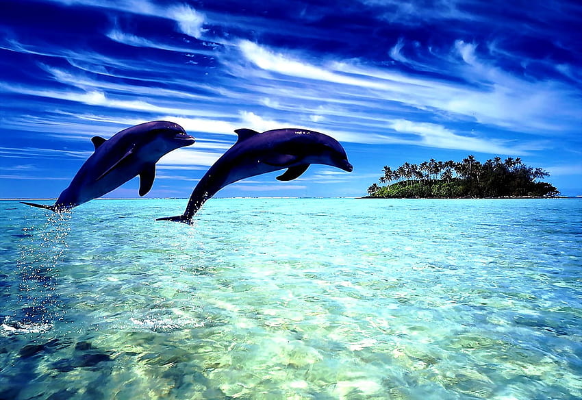 Beautiful Dolphin, Summer, Bottlenose Dolphin, summer dolphins HD wallpaper