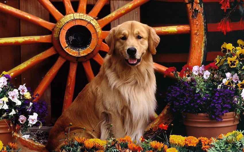 Golden Retriever, golden dog HD wallpaper | Pxfuel