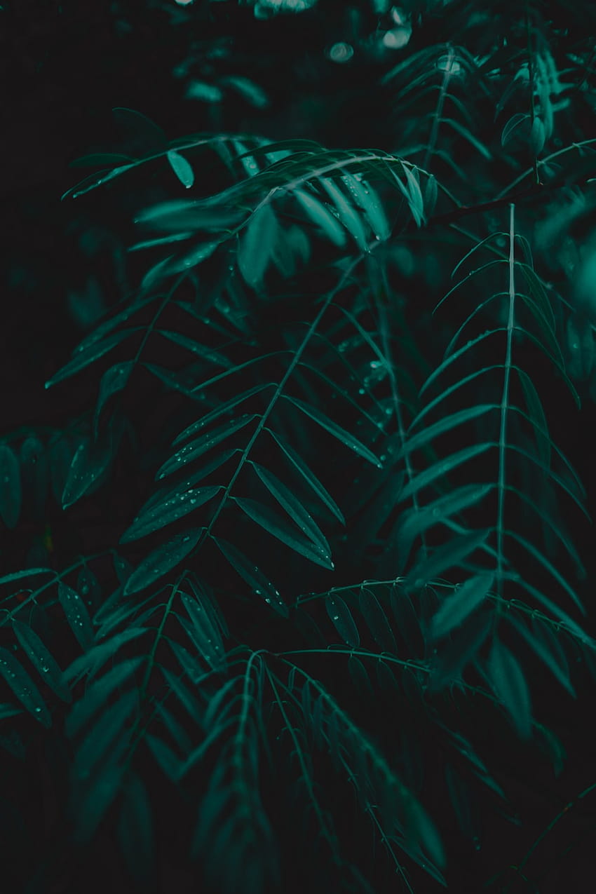 100 Feuille vert foncé, feuilles noires Fond d'écran de téléphone HD