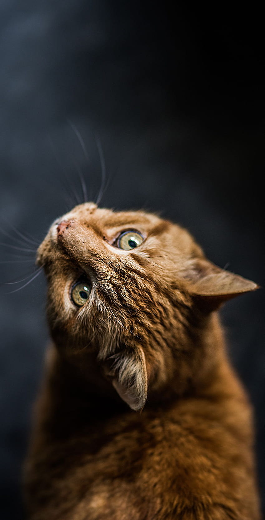 Beautiful cat Vol. 01, orangey cat brown eyes HD phone wallpaper