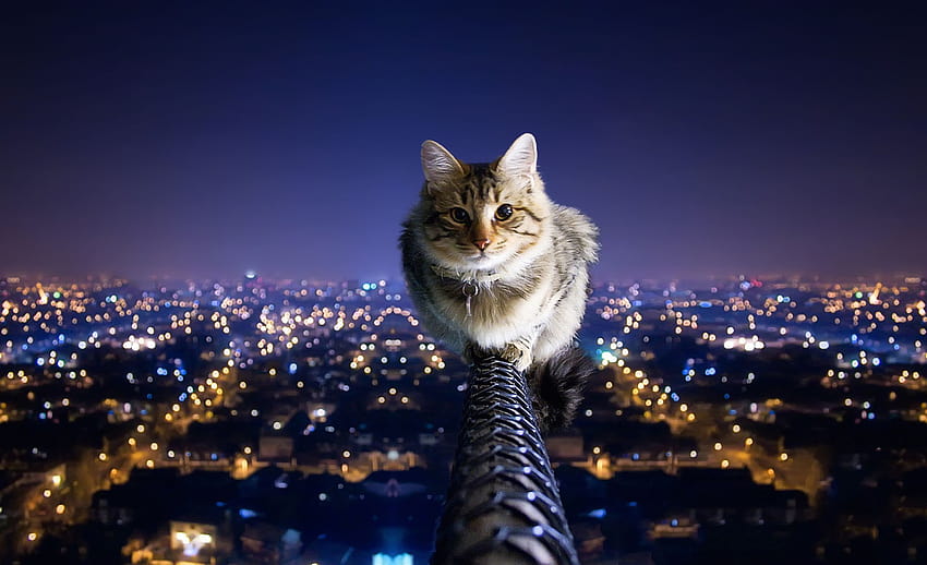 cat , rails, city, lights HD wallpaper