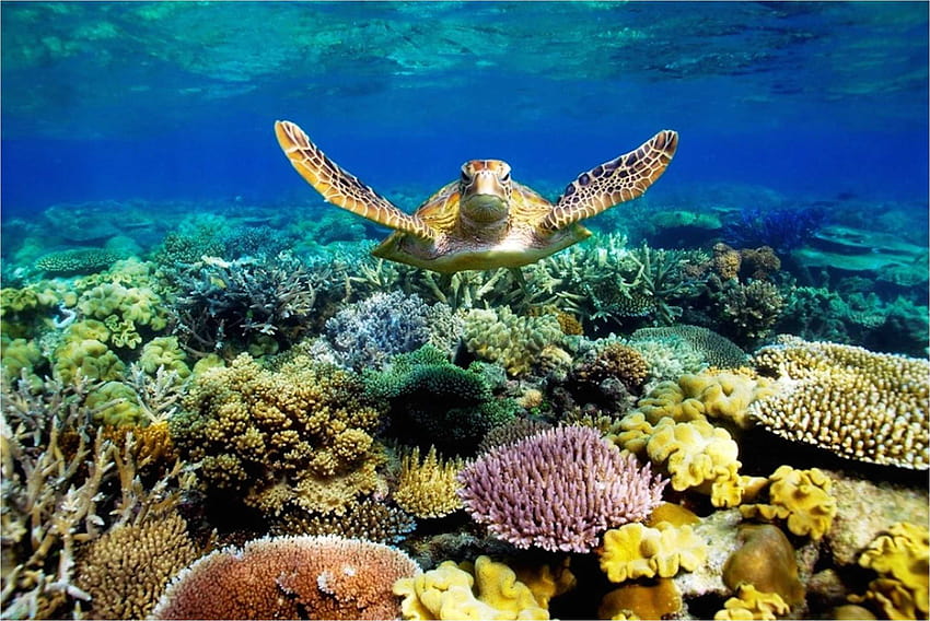 Great Barrier Reef on Dog, wielka rafa koralowa Tapeta HD