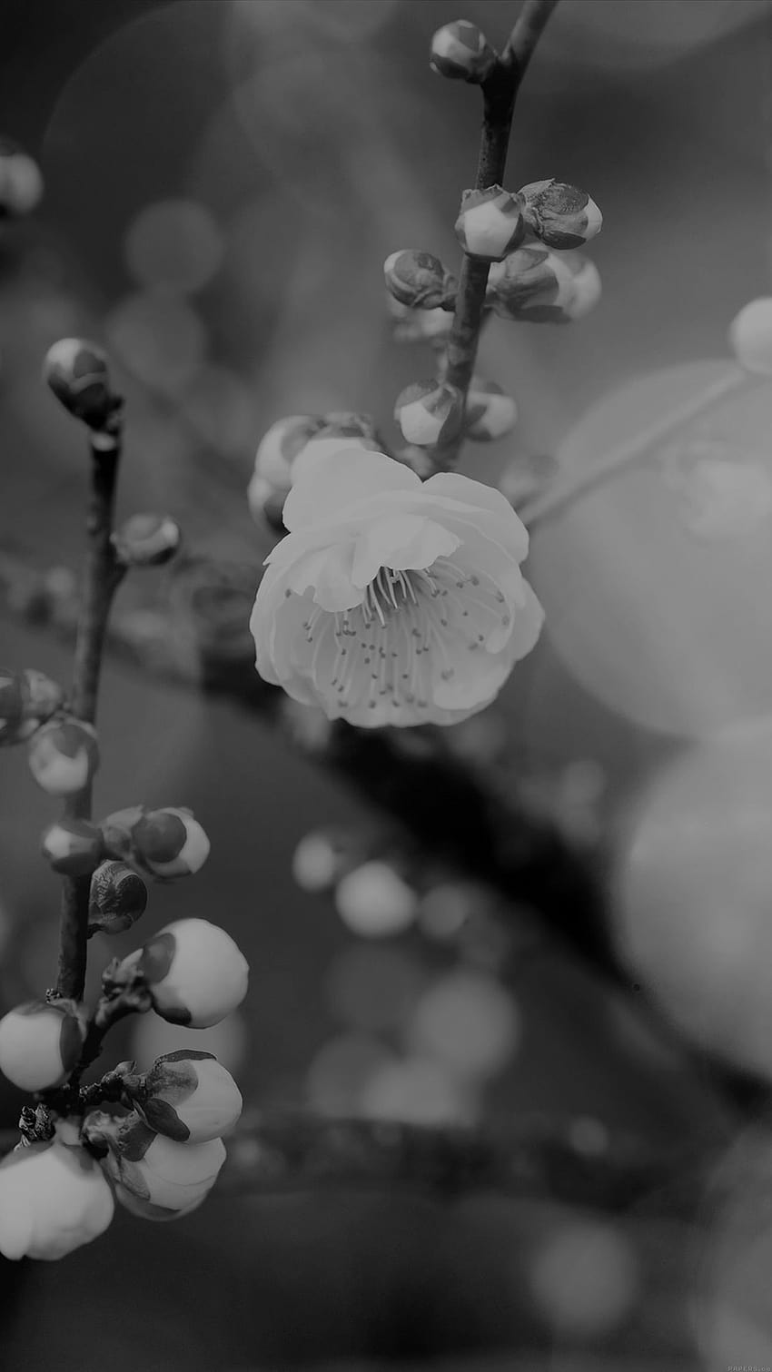 アプリコットの花のつぼみ暗い春の自然小枝の木iPhone 8、春の黒 HD電話の壁紙