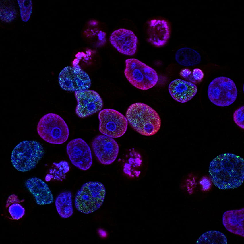 Cell Biology, human cell HD phone wallpaper