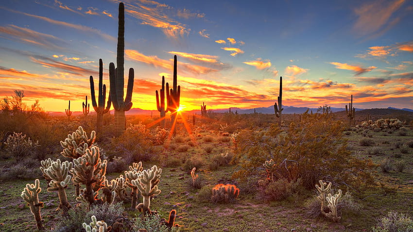 Sonoran Desert Arizona colors clouds landscape sky cactuses usa  hill sunset HD wallpaper  Pxfuel