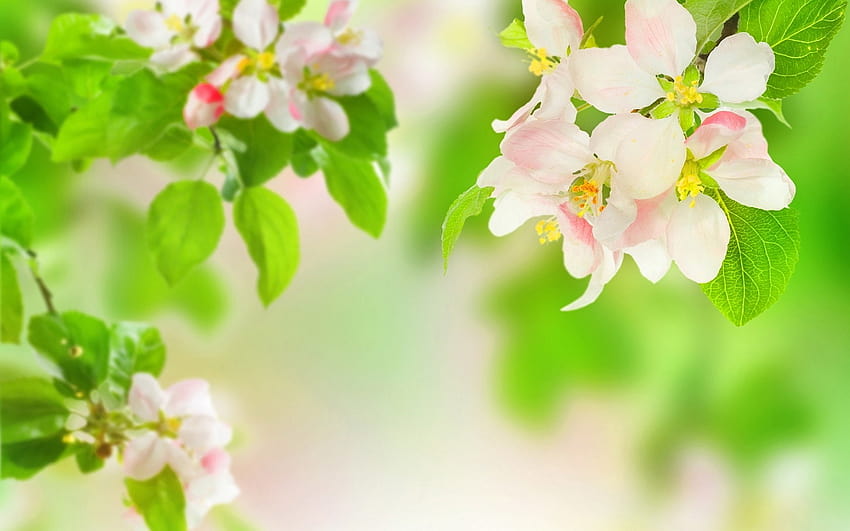 Spring apple blossom, green spring macbook HD wallpaper