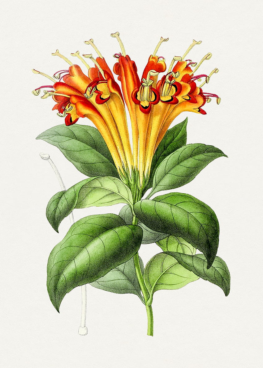 Honeysuckle Illustration, honeysuckle aesthetic HD phone wallpaper