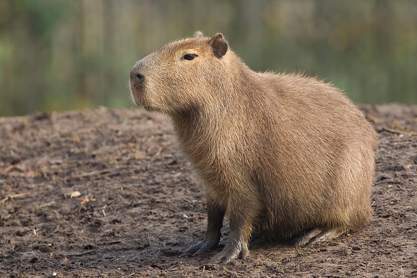 Datos sobre roedores capybara con fondo de pantalla