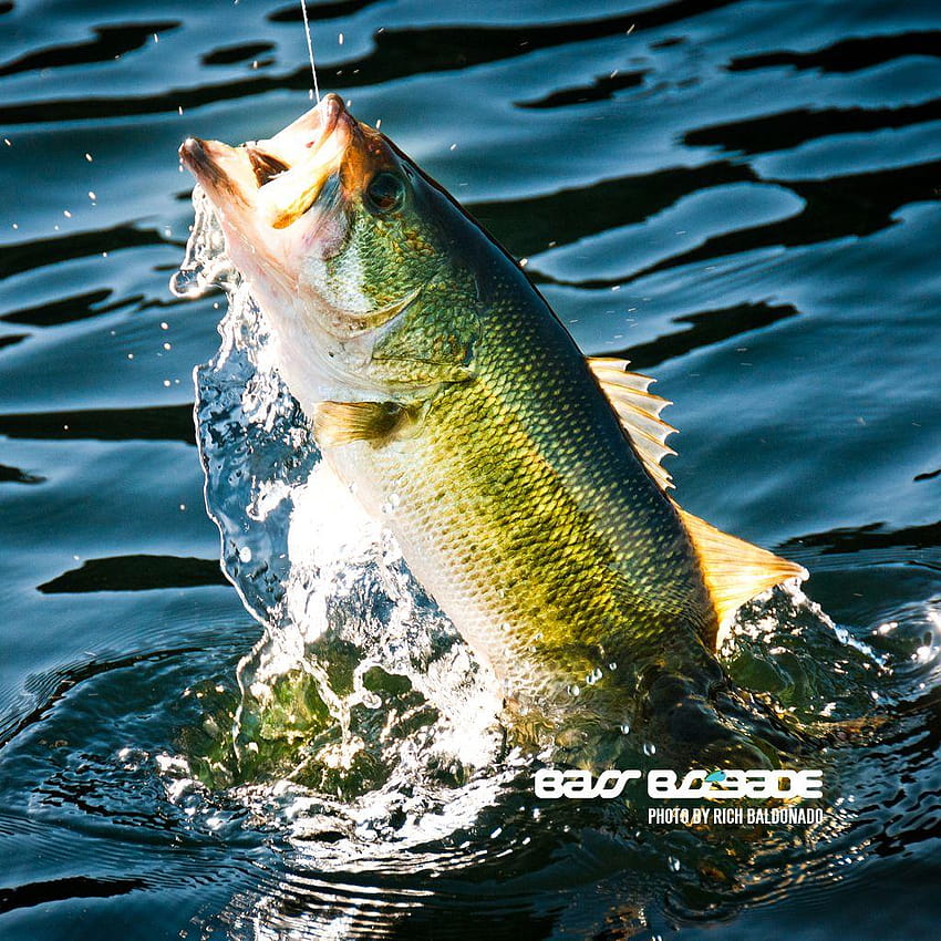Largemouth Bass, fish bass HD phone wallpaper