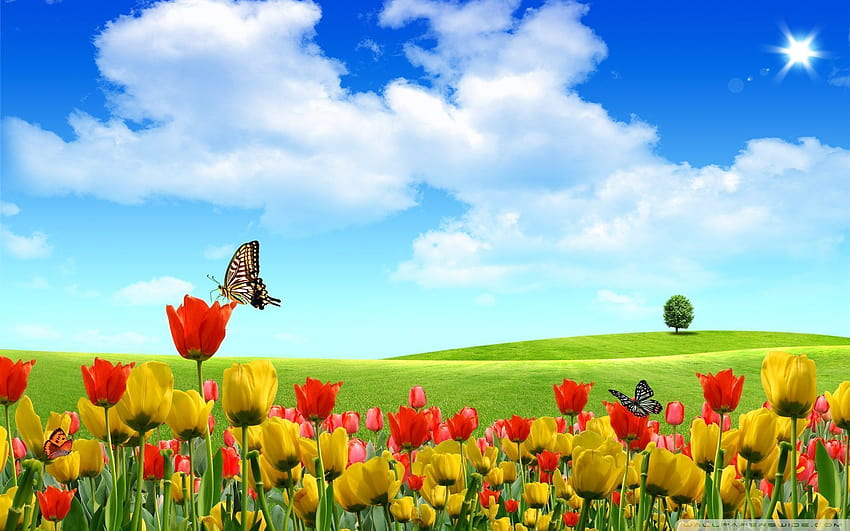 Springtime, spring time is here HD wallpaper