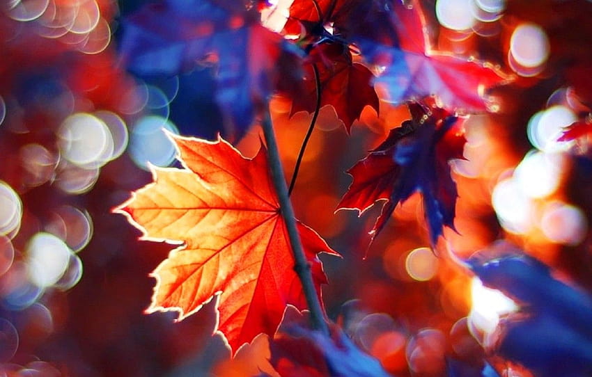 piękny, jesień, odchodzi, drzewo, gałęzie, spadek, listowie, klon , sekcja природа, jesienny las klonowy Tapeta HD