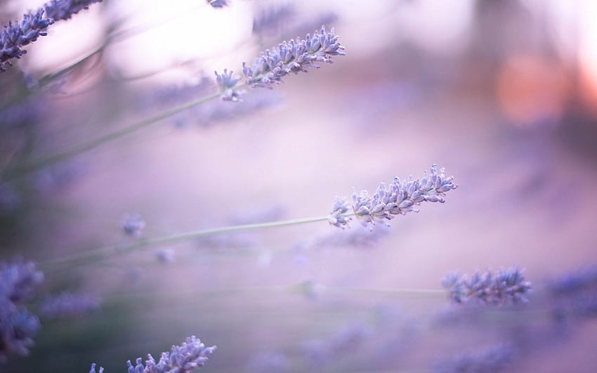makro, kecantikan, bunga lavender, blur, tanaman, penuh, bunga sifat makro kabur Wallpaper HD