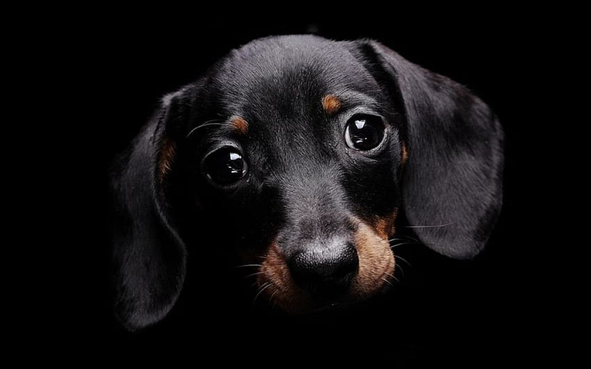 Black Dog, wiener dog black HD wallpaper
