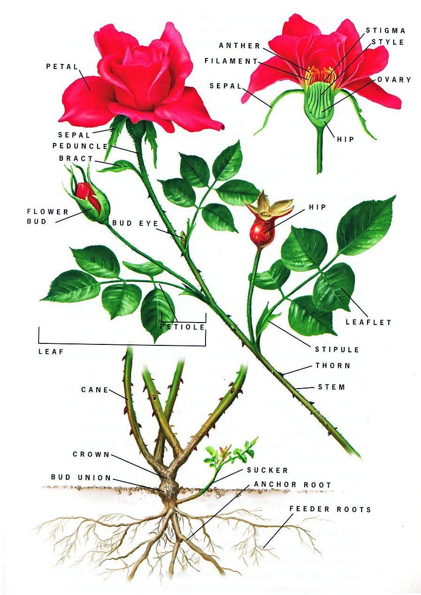 バラの植物学、花の部分 HD電話の壁紙