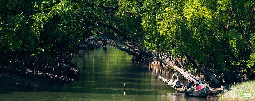 Sundarban National Park, West Bengal, India, parco nazionale di sunderbans Sfondo HD