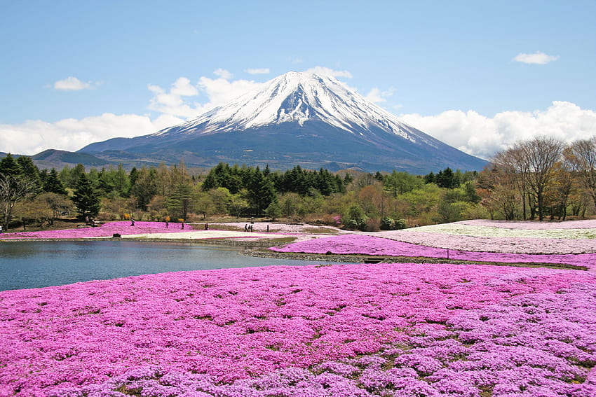 富士芝桜まつり 高画質の壁紙