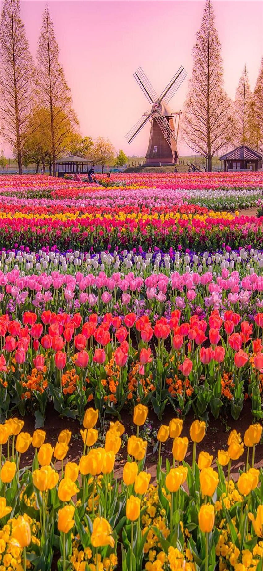Tulip Fields of Netherlands iPhone 11, campo di tulipani Sfondo del telefono HD