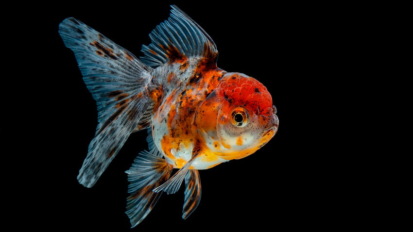 Goldfish on GreePX, oranda HD wallpaper