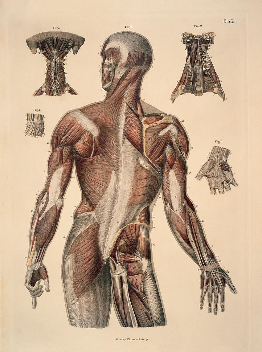 Muscles Anatomy, muscle anatomy HD phone wallpaper