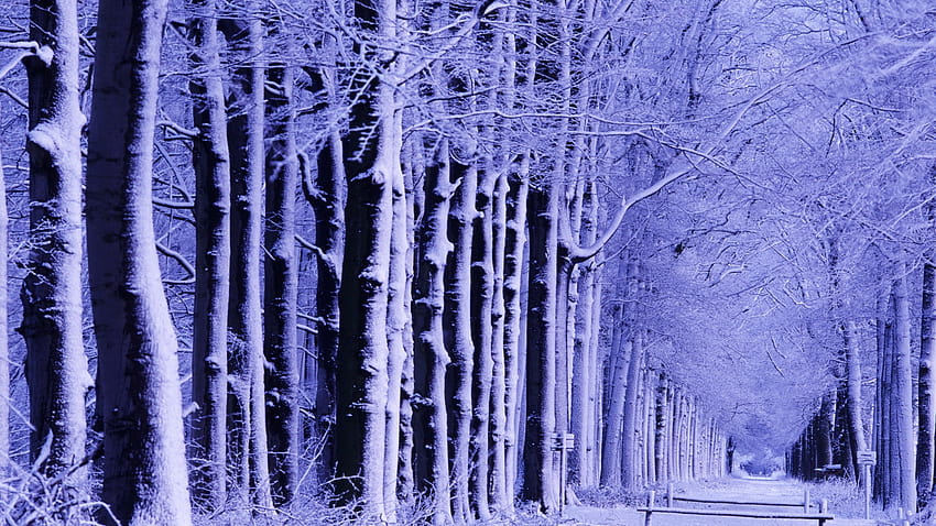 : pohon, langit, taman, salju, musim dingin, ungu, cabang, es, embun beku, untai titisan air yg membeku, semangat, birch, toko, komputer , warna elektris 1920x1080, es ungu musim dingin Wallpaper HD