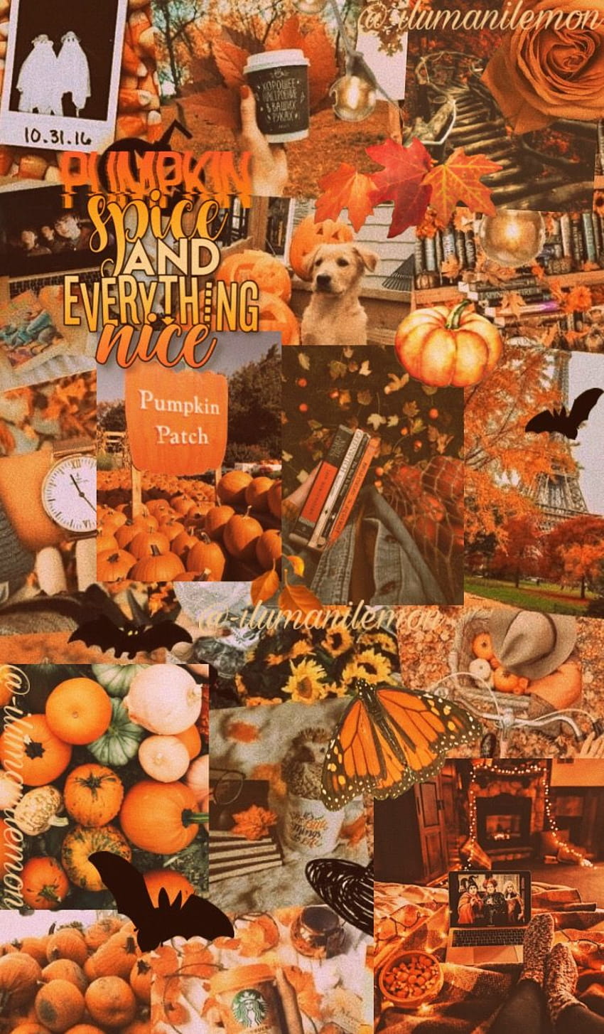 3 Autumn Aesthetic, aesthetic vintage autumn HD phone wallpaper