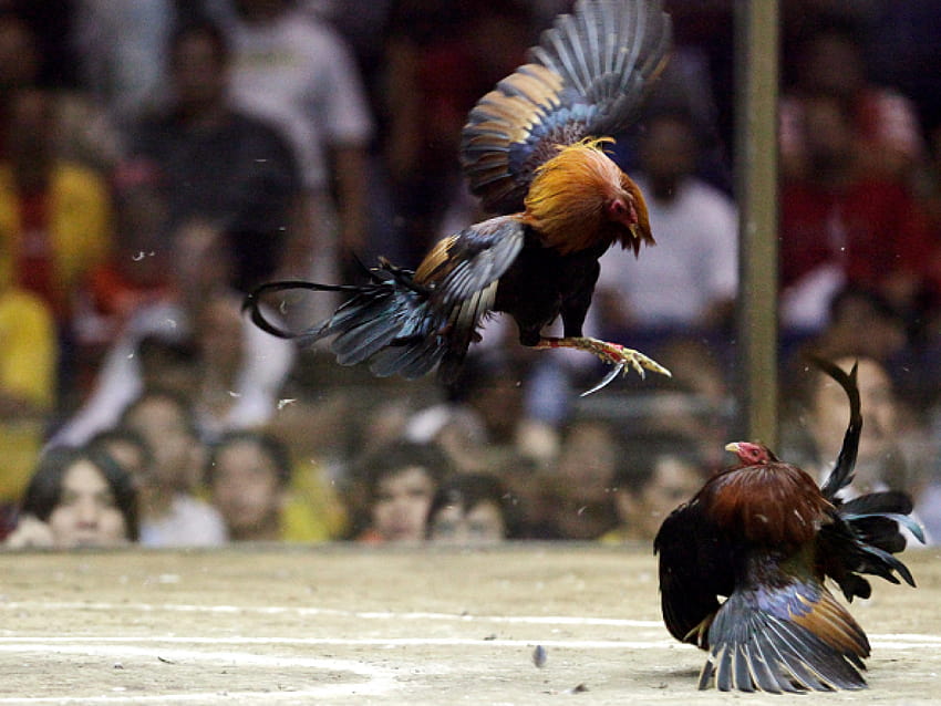 Jimbaran, cockfighting, Stock Photo, Picture And Rights Managed Image. Pic.  MBA-06474436 | agefotostock